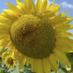 Семена подсолнечника для прибыльного выращивания